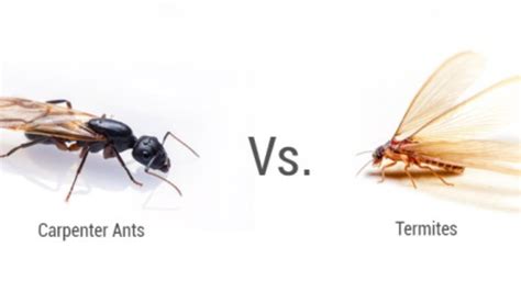 What Is The Difference Between Carpenter Ants And Termites
