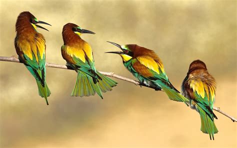 Birds Rainbow Bee Eater Wallpaper For Widescreen Desktop Pc 1920x1080