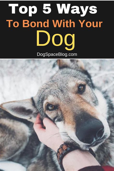 Top 5 Ways To Bond With Your New Dog Dogspaceblog Bond Dogs Dog