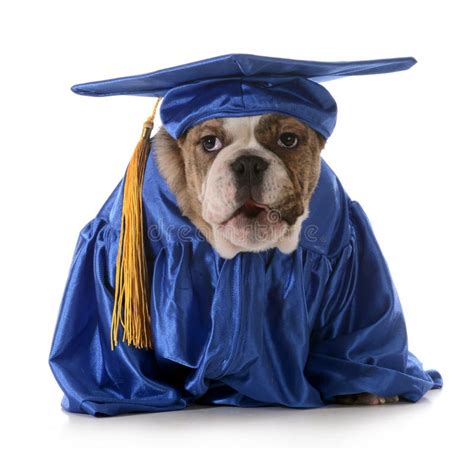 Pet Graduation Stock Image Image Of Adorable Focus 31493359