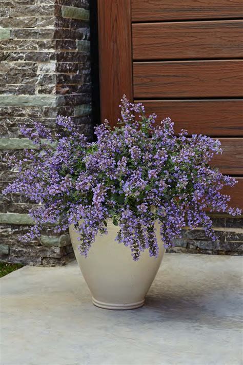 Best Perennials For Containers Zone 5