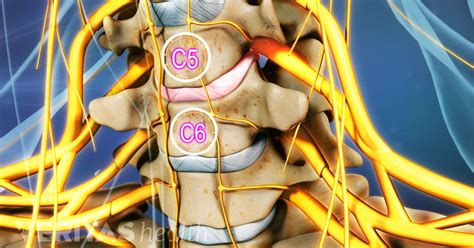 All About The C5 C6 Spinal Segment