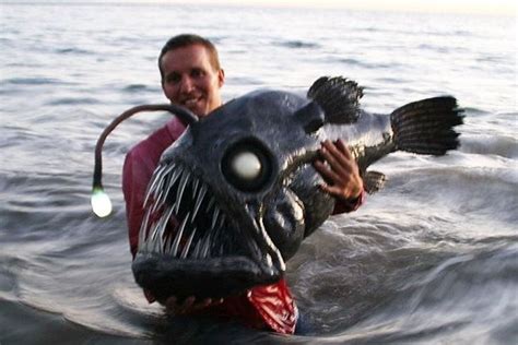 Angler Fish Deep Sea Fish Weird Sea Creatures Sea Fish Angler Fish