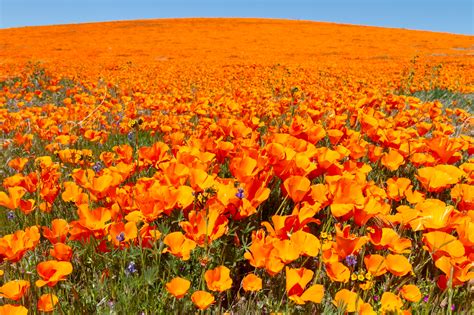 Everything You Need To Know Before Heading To The Antelope Valley Poppy