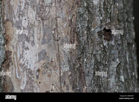 Dutch Elm Disease Bark Hi Res Stock Photography And Images Alamy