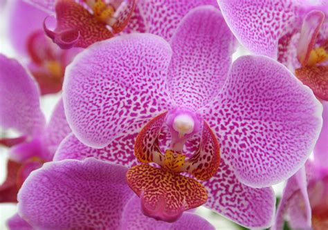 Pink Orchids Flower Macro Free Image Download