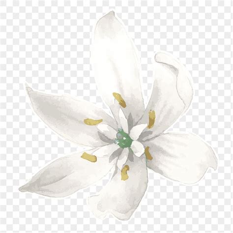 White Lily Flower White Lilies White Flowers Flower Outline