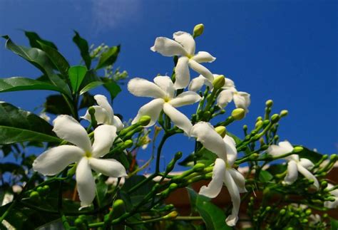 Jazmín Características Cuidados Aroma Beneficios Planta Flor