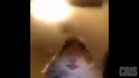 Hamster Mirando A La Camara Youtube