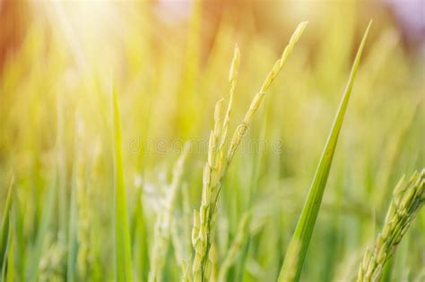 Close Up Of Green Paddy Rice Plant Green Spike Rice Stock Image