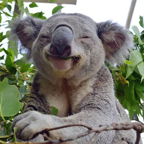 Animals A Splendor Koalas Happy Animals Cute Animals Animal Smile