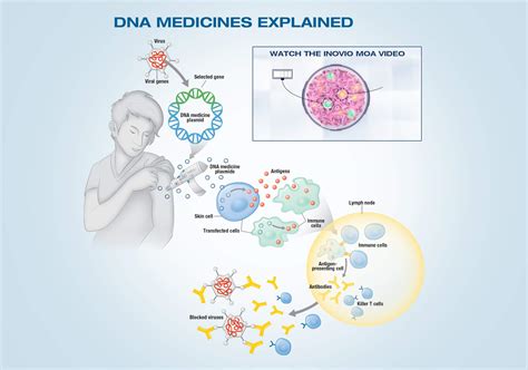 Inoviooptimized Plasmid Dna Medicine Explained Image Inovio