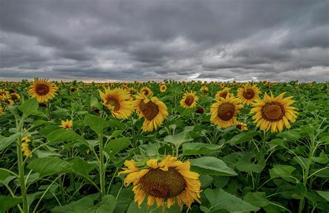 Sunflower Field During The Storm Photograph By Igor Klyakhin