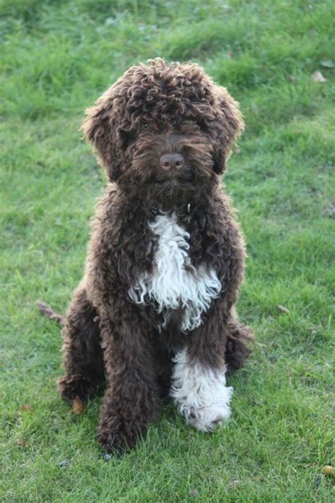 We live in sunny central florida with our two almost grown children and our sweet lagotto. Lagotto Romagnolo | Hypoallergenic dog breed, Portugese ...