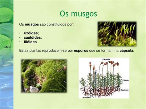 Plantas Sem Flor