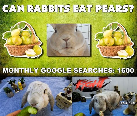 can rabbits eat pears rabbit eating can rabbits eat pears rabbit food