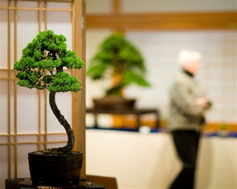An Introduction To Bonsai Portland Japanese Garden