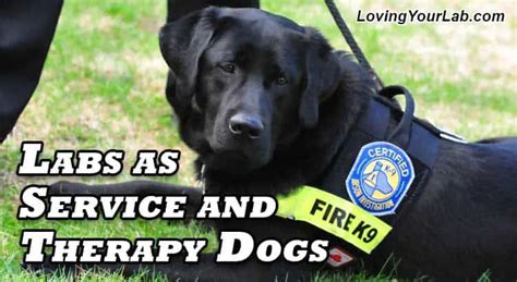 Labradors As Service And Therapy Dogs Loving Your Lab
