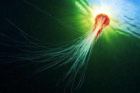 Самая большая медуза в мире размер и вес фото и описание