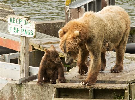 Wonderful Bear Pictures