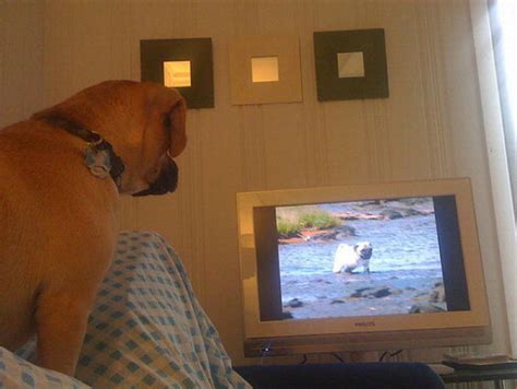 Pets Watching Tv 77 Pics Curious Funny Photos Pictures
