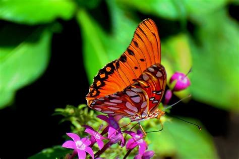 Red Monarch Butterflies Pinterest