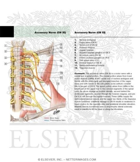 Accessory Nerve Xi Schema