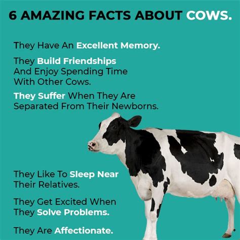 6 Amazing Facts About Cows Cow Facts Vegan Facts Fun Facts
