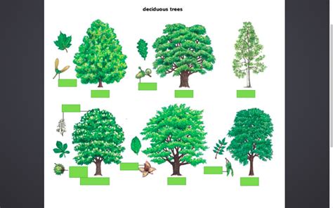 Deciduous Trees Diagram Quizlet