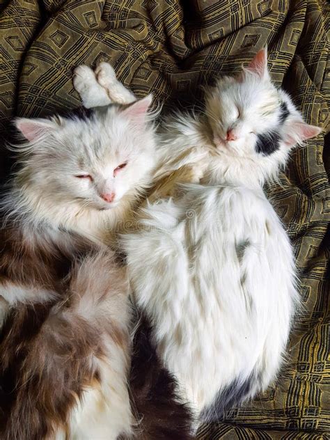 Two Fluffy Cute Cats Lie On Bed Top View Stock Image Image Of Mammal