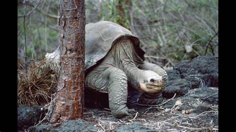 10 Animals That Have Gone Extinct In The Last Century Aol
