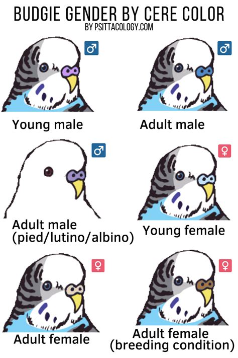 How To Tell The Gender Of A Parakeet Pet Bird Cage Budgies Funny