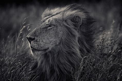 Photographer Captures Ferocity Of A Lions Roar Twistedsifter