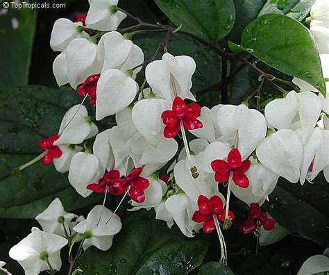 Clerodendrum Thomsoniae Bleeding Heart Glory Bower Clerodendron