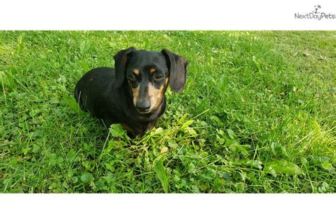 However, did you know that there is more to picking out a dachshund puppy then simply. Virginia : Dachshund puppy for sale near Chicago, Illinois ...