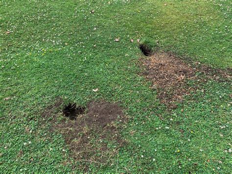 Small Holes In Backyard What Attracts Moles To Your Yard Wildlife