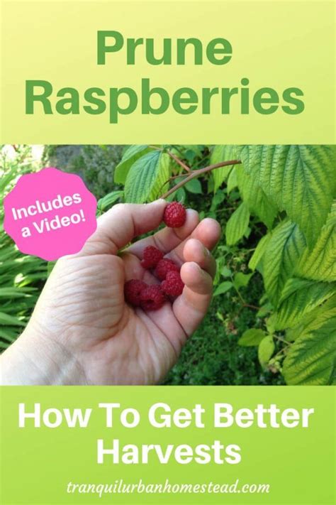 Prune Raspberries How To Get Better Harvests Pruning Raspberries