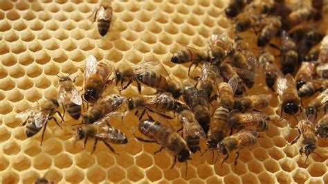 Canadian Nabbed In Alleged 180m Honey Import Scheme World Cbc News