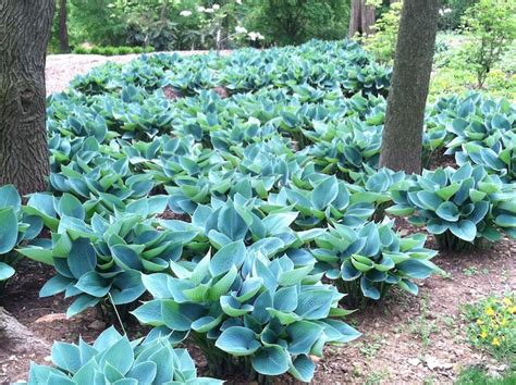 Faciles à cultiver, elles se répandent tranquillement pour vous offrir un magnifique tapis végétal. Plante COUVRE sol - un tableau de couleurs naturelles dans ...