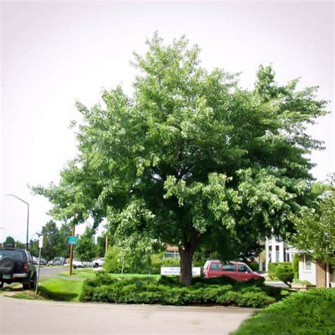 Silver Maple Tree For Sale Online | The Tree Center™