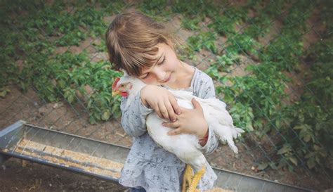 Kid Hug Chicken Hobby Farms