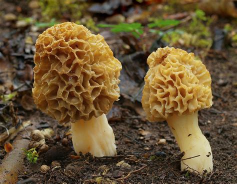 Съедобные грибы: Сморчок настоящий (съедобный) (Morchella esculenta ...