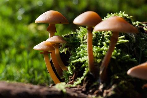5 Ways Mushrooms Can Save The World Premium Spores