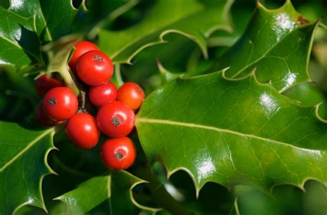 Top Five Holiday Poisonous Plants To Avoid The Money Pit Holly Bush