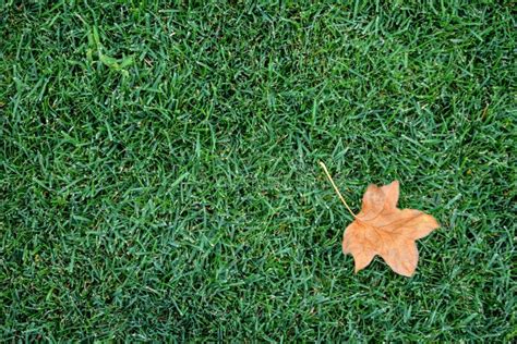 Background Of Lawn With Autumn Leaf Stock Photo Image Of Ground