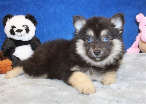 You will never forget your first puppy! Pomsky Puppies For Sale - Long Island Puppies