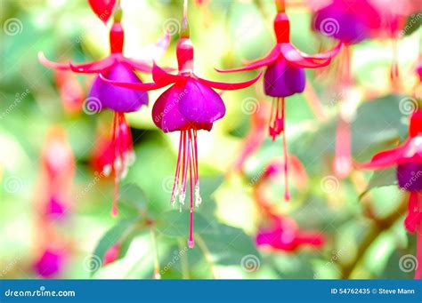 Fuschia Flowers Stock Image Image Of Vegetation Summer 54762435