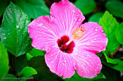 Tropical Flower Desktop Wallpaper Flowers Tropical Wallpaper Flower Hd K Beautiful Background