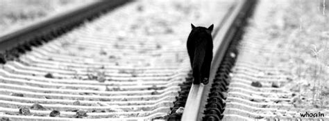 Alone Black Cat Facebook Cover