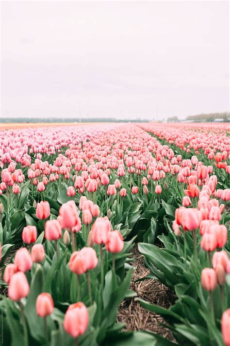 "Pink Tulips" by Stocksy Contributor "Jovana Rikalo" | Flower aesthetic
